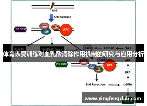 体育恢复训练对血乳酸清除作用机制的研究与应用分析